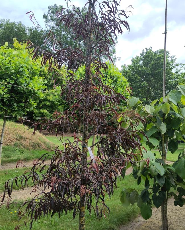 Fagus sylvatica 'Ansorgei'