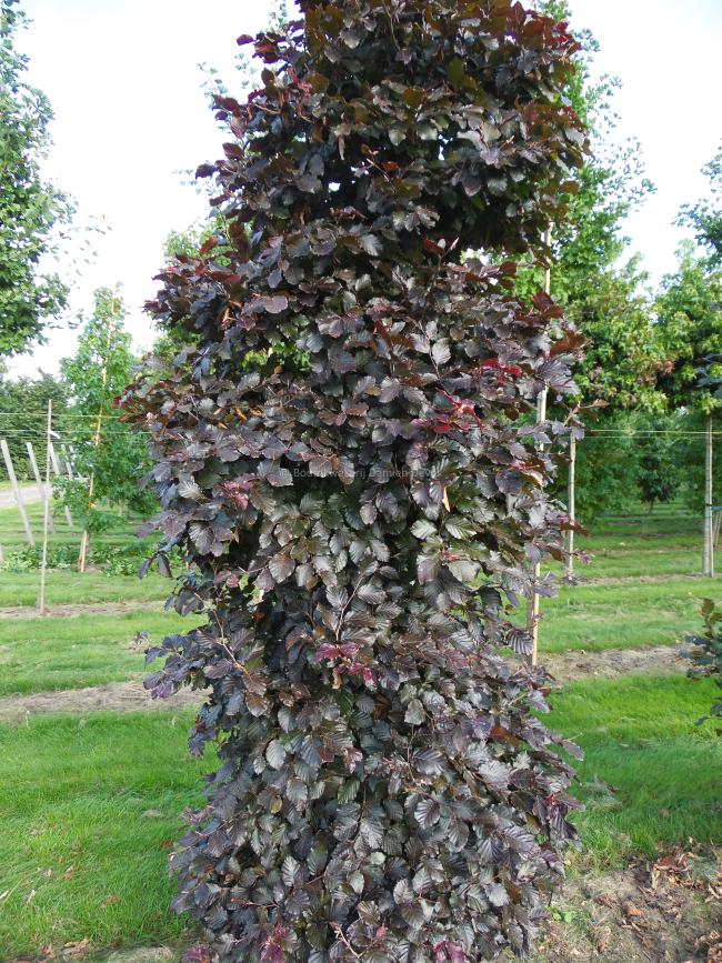 Fagus sylvatica 'Atropunicea'