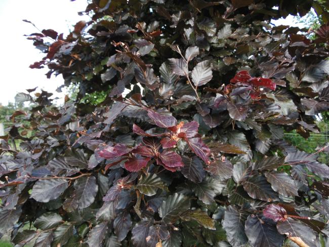 Fagus sylvatica 'Atropunicea'