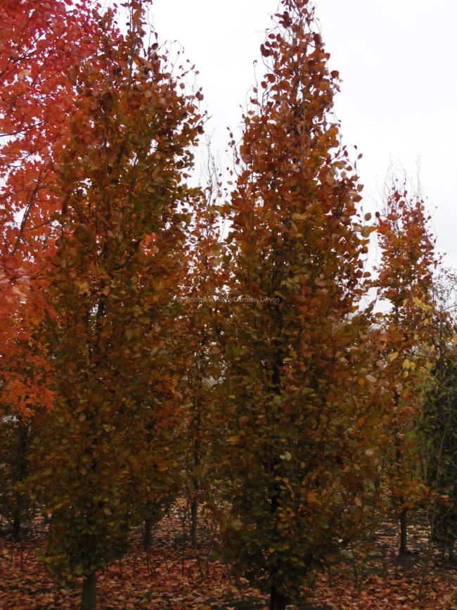 Fagus sylvatica 'Dawyck Purple'