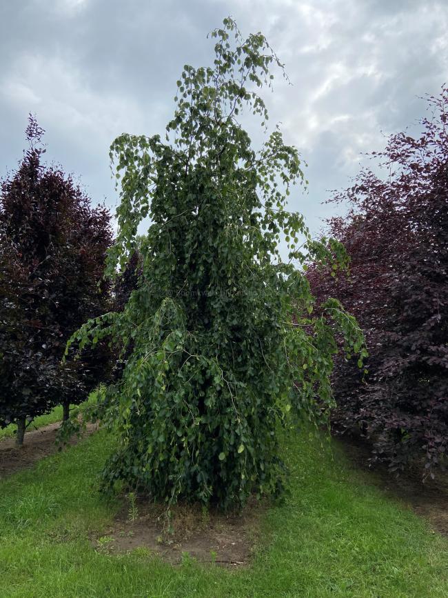 Fagus sylvatica 'Pendula'