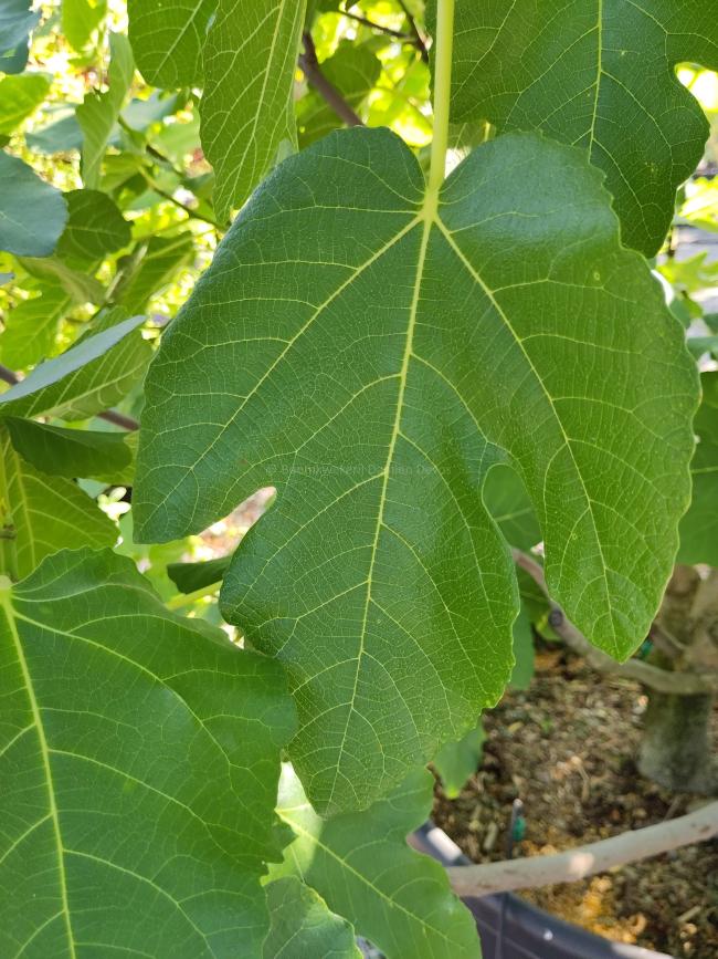 Ficus carica 'Brogiotto Nero'