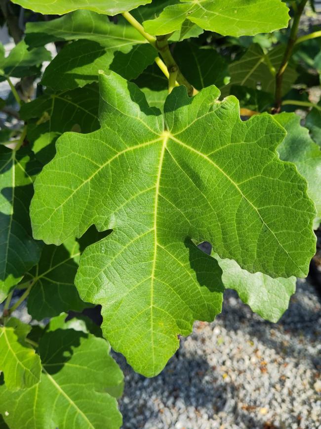 Ficus carica 'Brogiotto Nero'