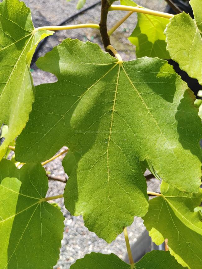 Ficus carica 'Brogiotto Nero'