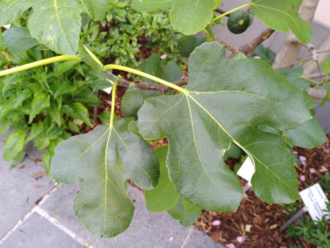Ficus carica 'Brown Turkey'