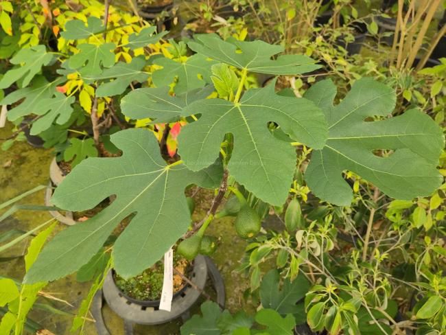 Ficus carica 'Tiegem'