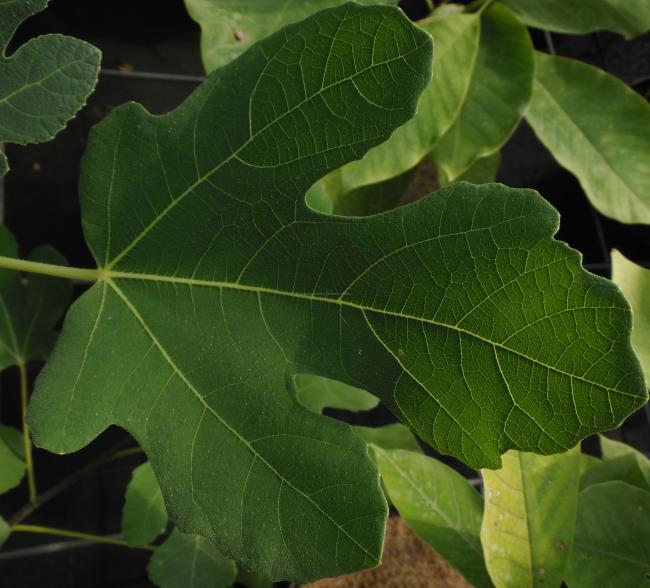 Ficus carica 'Tiegem'
