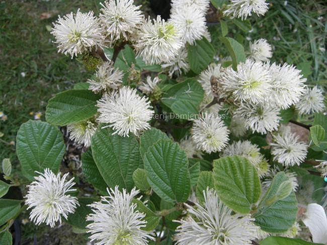 Fothergilla intermedia 'Blue Shadow' (x)