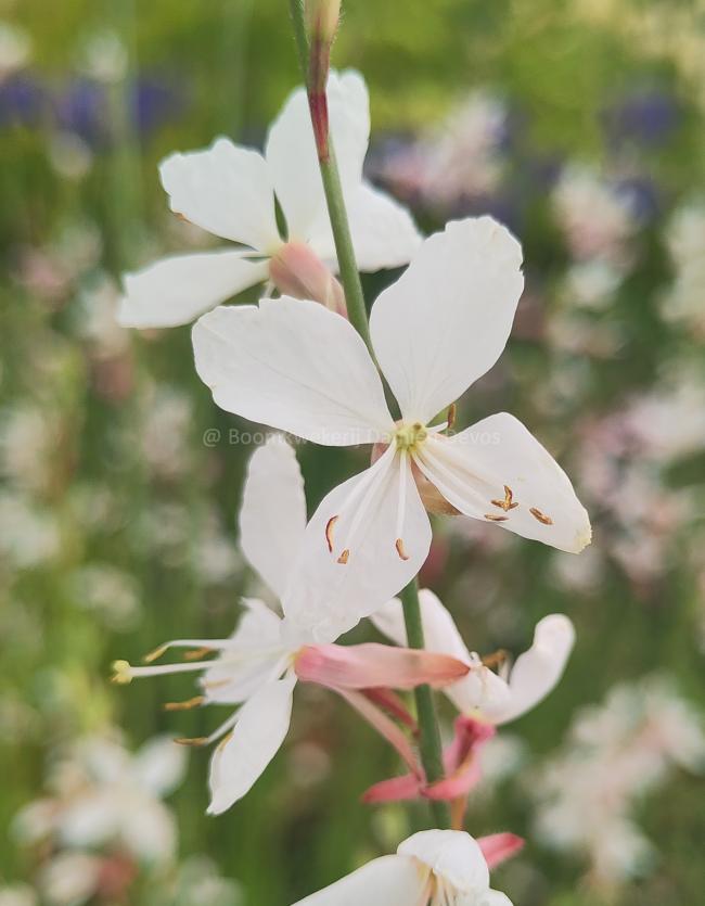 Gaura lindheimeri 'Whirling Butterflies'