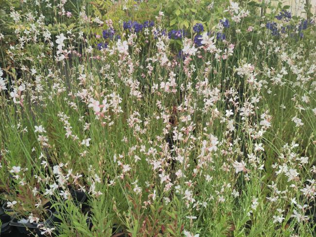 Gaura lindheimeri 'Whirling Butterflies'