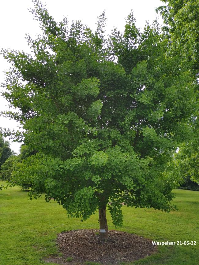 Ginkgo biloba 'Autumn Gold'