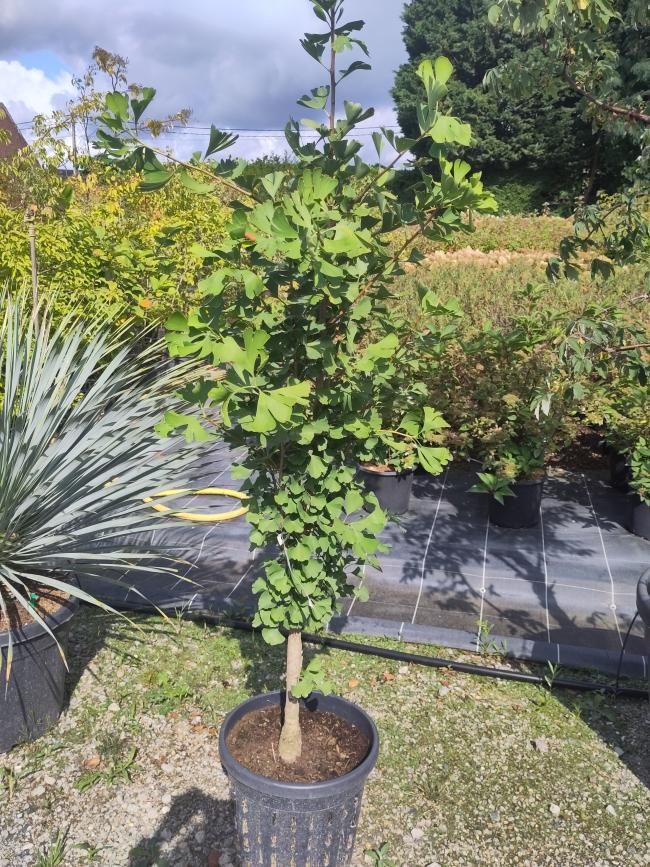 Ginkgo biloba 'Eiffel'