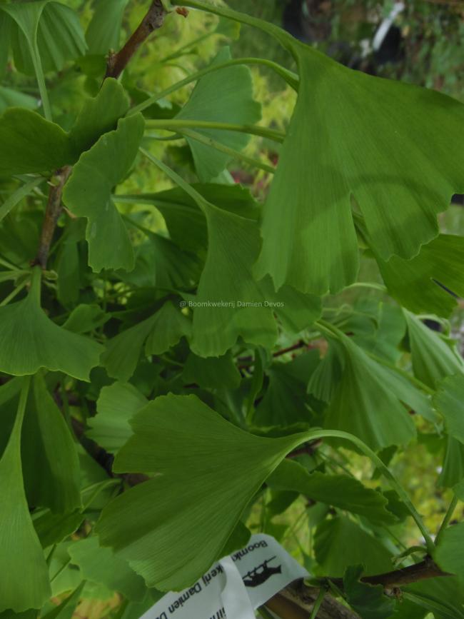 Ginkgo biloba 'Fastigiata Blagon'