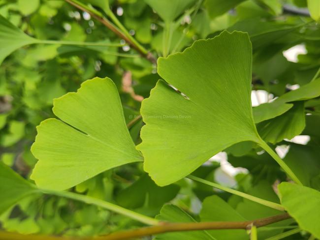 Ginkgo biloba 'Fastigiata Blagon'
