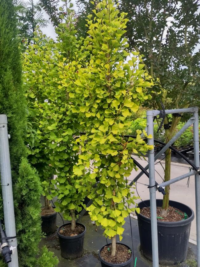 Ginkgo biloba 'Fastigiata Blagon'