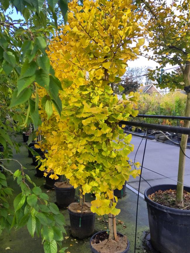 Ginkgo biloba 'Fastigiata Blagon'