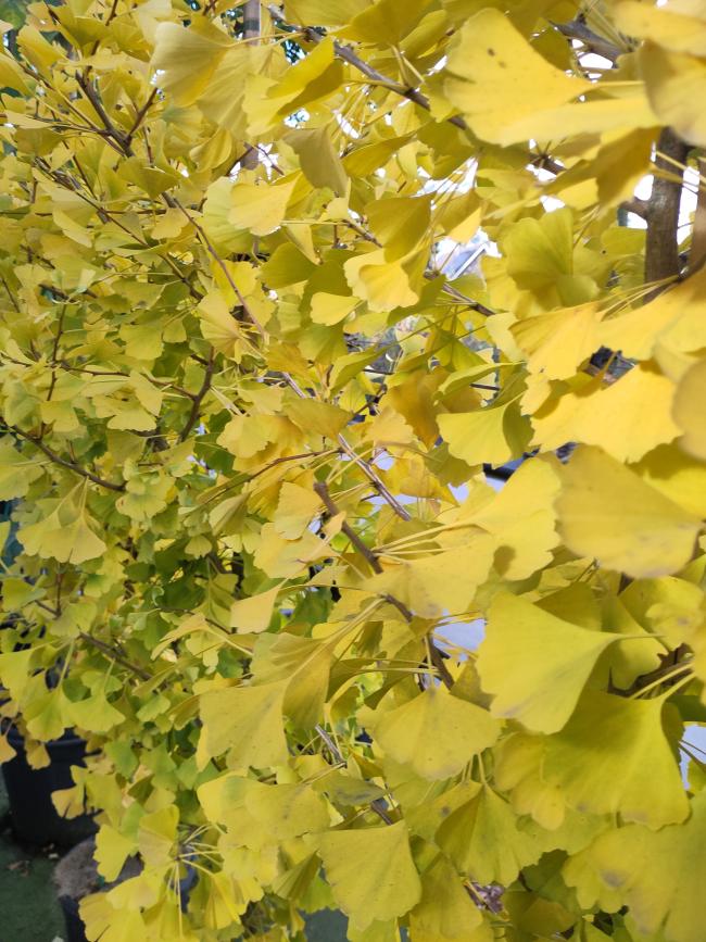 Ginkgo biloba 'Fastigiata Blagon'