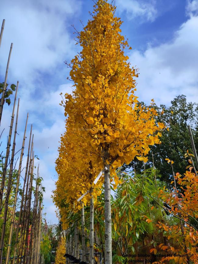 Ginkgo biloba 'Fastiagata Selvans' ®
