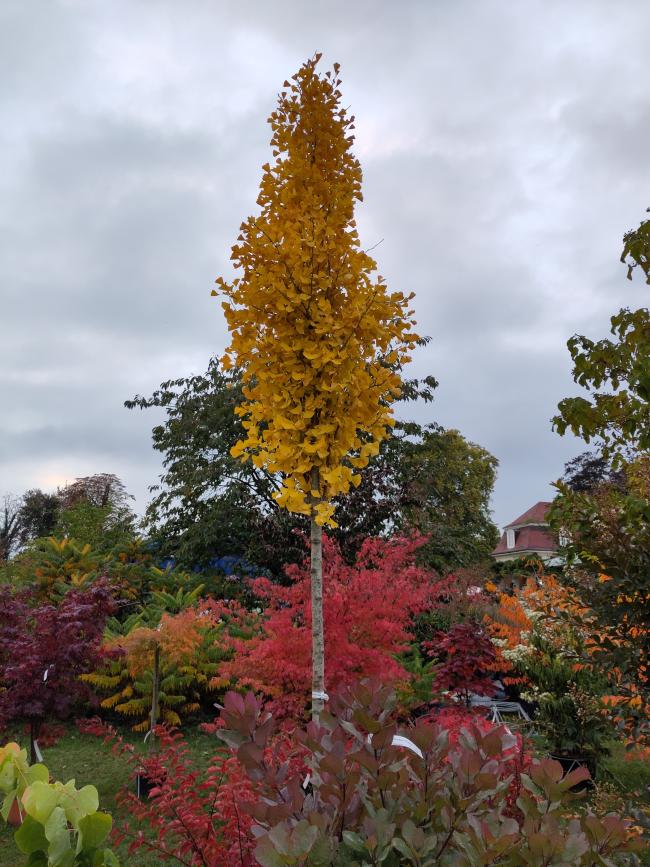 Ginkgo biloba 'Fastiagata Selvans' ®