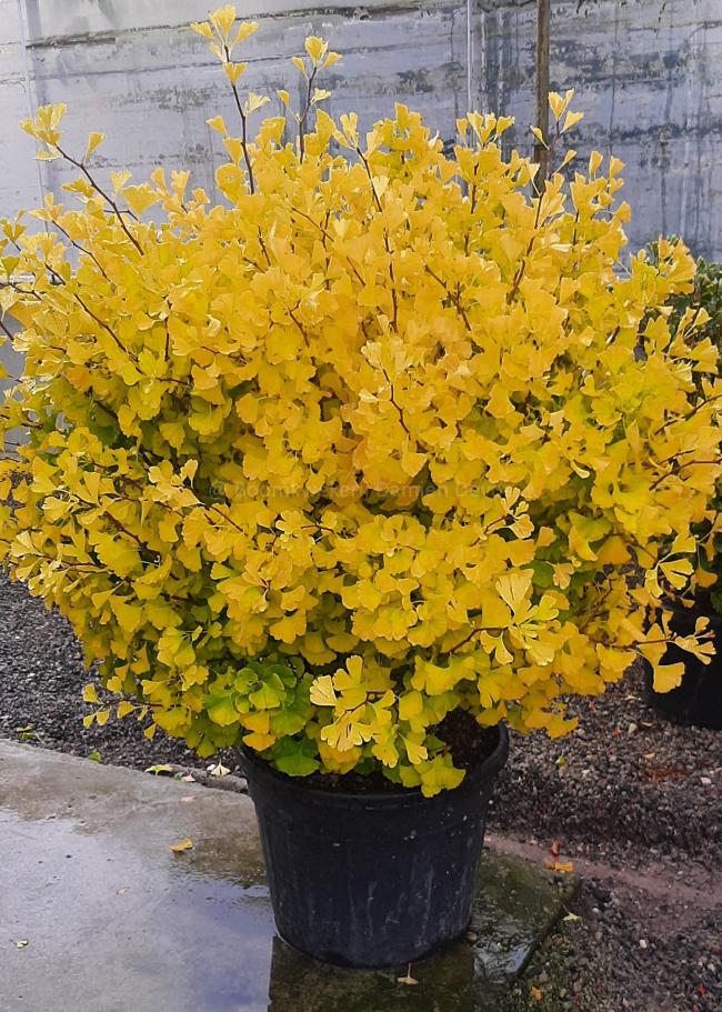 Ginkgo biloba 'Globosa Tinia'