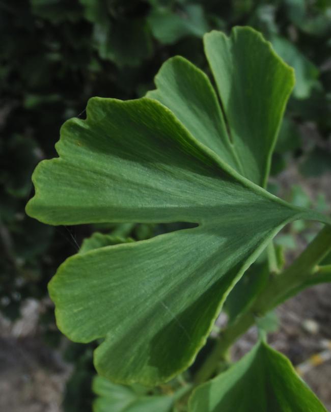 Ginkgo biloba 'Obelisk'