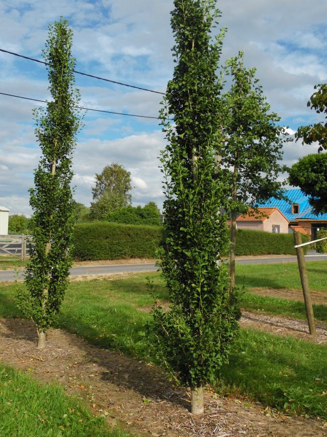 Ginkgo biloba 'Obelisk'