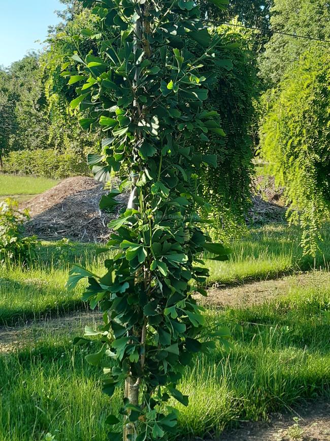 Ginkgo biloba 'Tremonia'