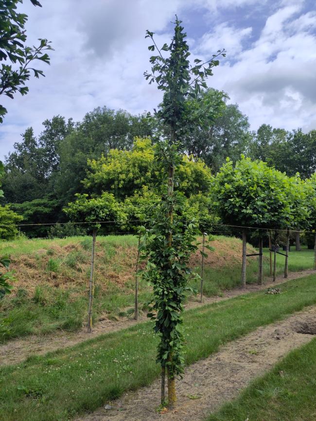 Ginkgo biloba 'Tremonia'