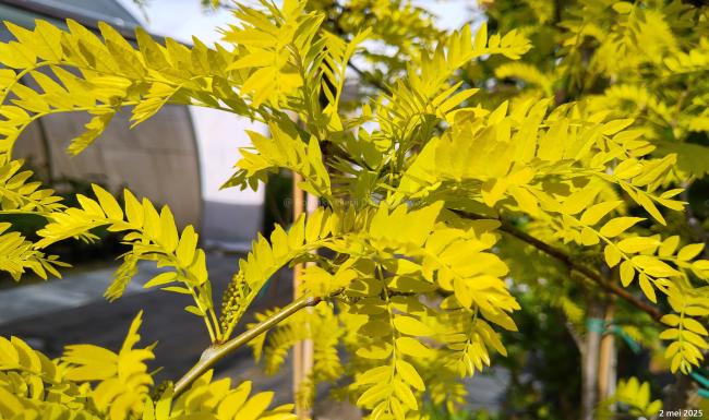 Gleditsia triacanthos 'Sunburst'