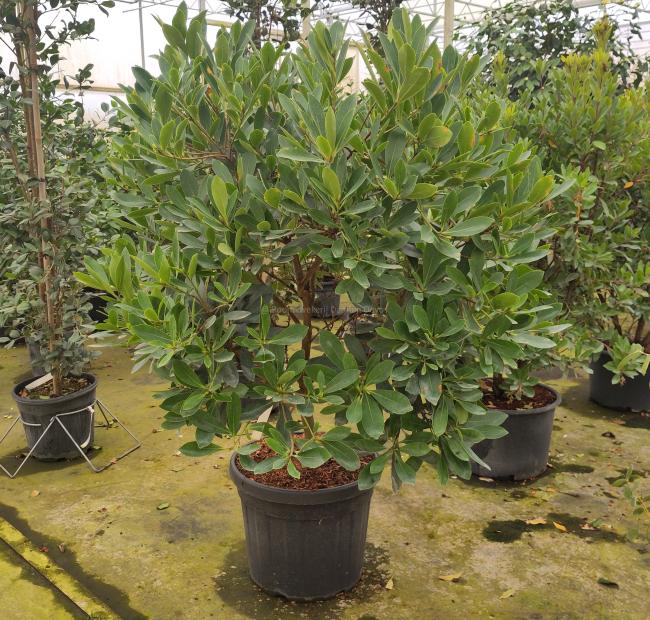 Gordonia axillaris
