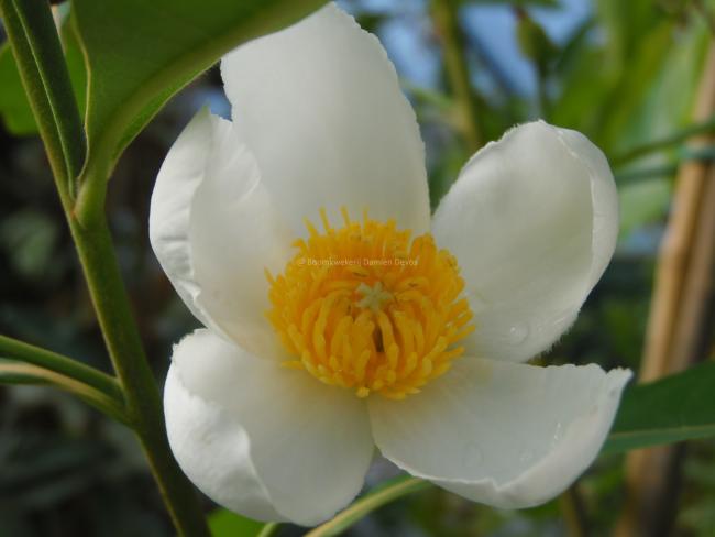 Gordlinia grandiflora