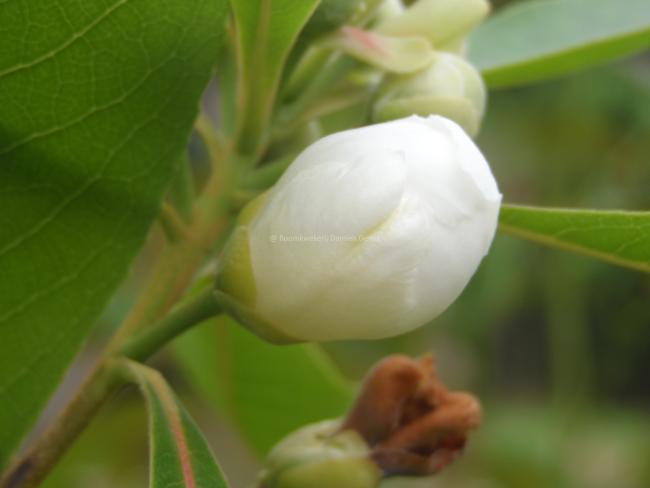 Gordlinia grandiflora