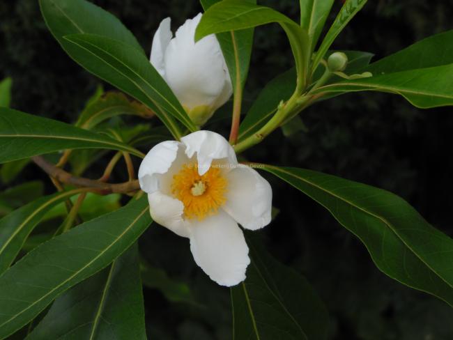 Gordlinia grandiflora