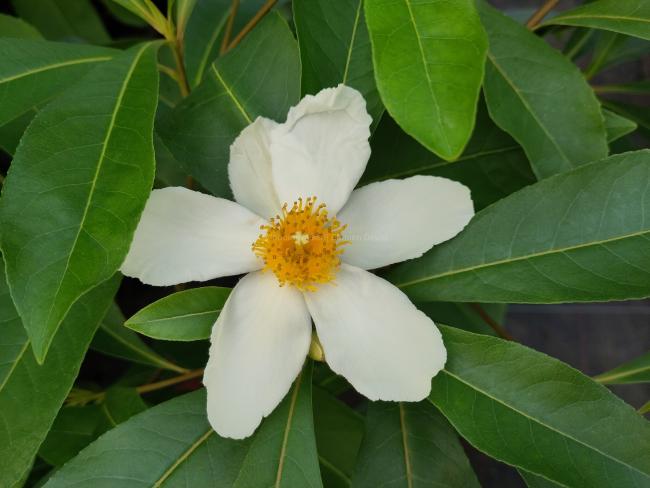 Gordlinia grandiflora