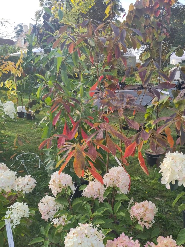 Gordlinia grandiflora