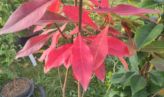 Gordlinia grandiflora