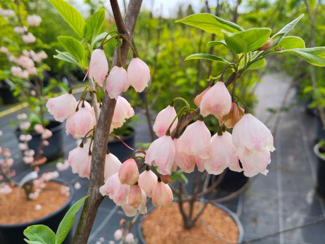 Halesia carolina 'Arnold's Pink'