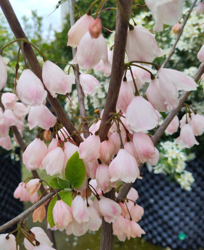 Halesia carolina 'Arnold's Pink'