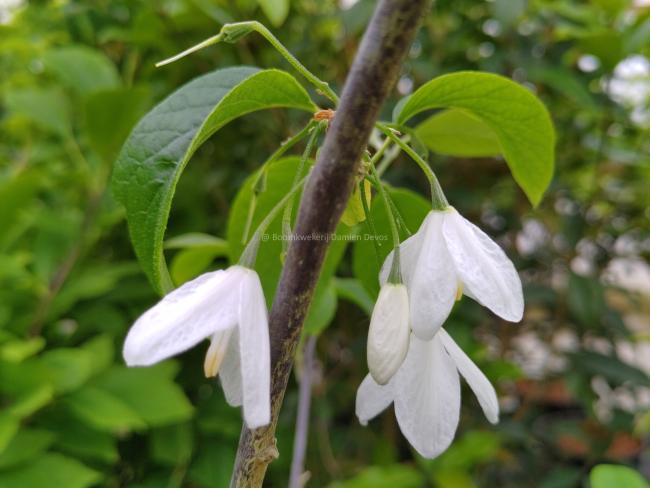 Halesia diptera var magniflora
