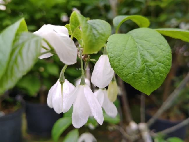 Halesia diptera var magniflora