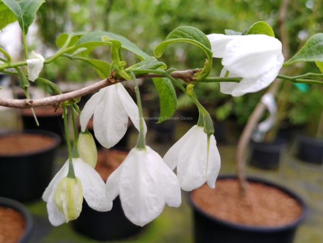 Halesia diptera var magniflora