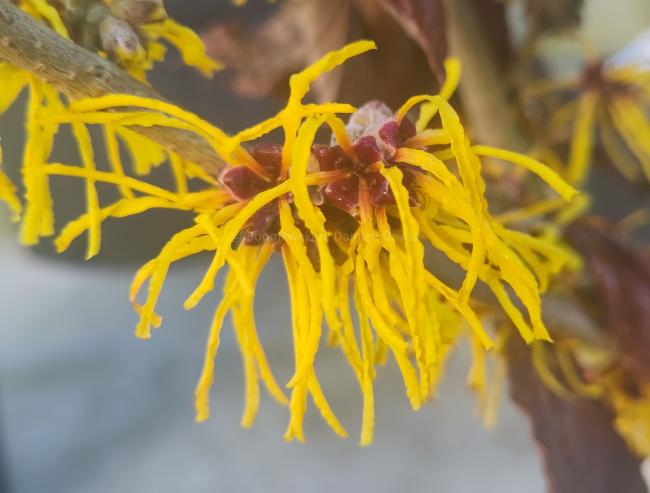 Hamamelis intermedia 'Amanda'