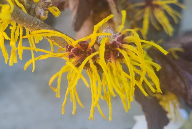 Hamamelis intermedia 'Amanda'