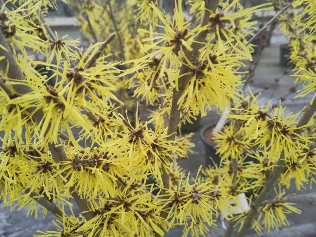 Hamamelis intermedia 'Anne'