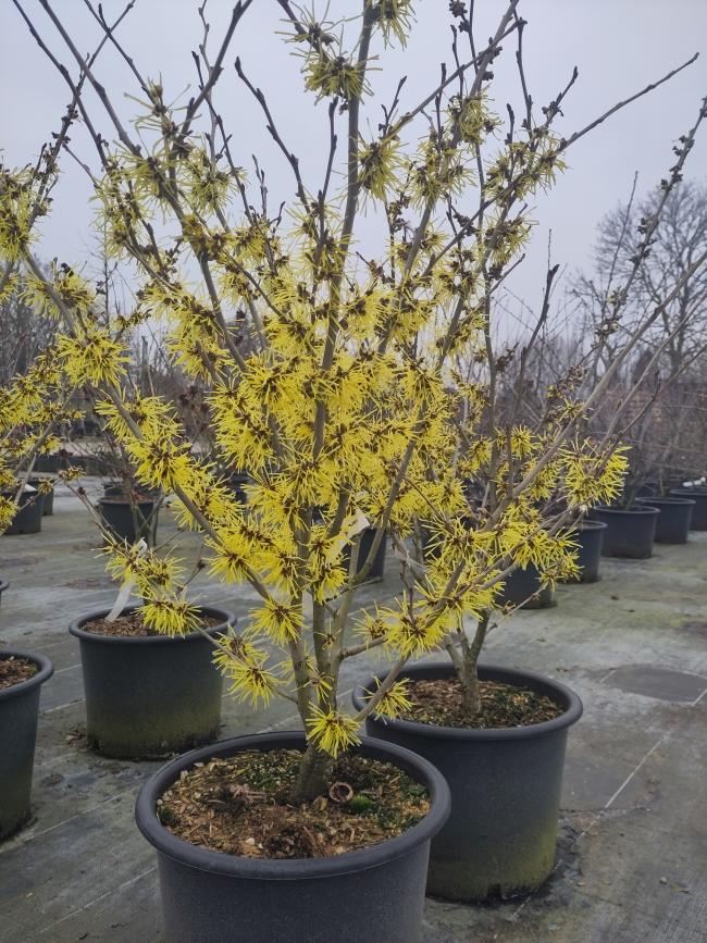 Hamamelis intermedia 'Anne'