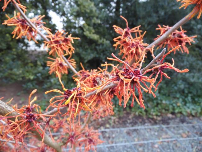 Hamamelis intermedia 'Aphrodite' (x)