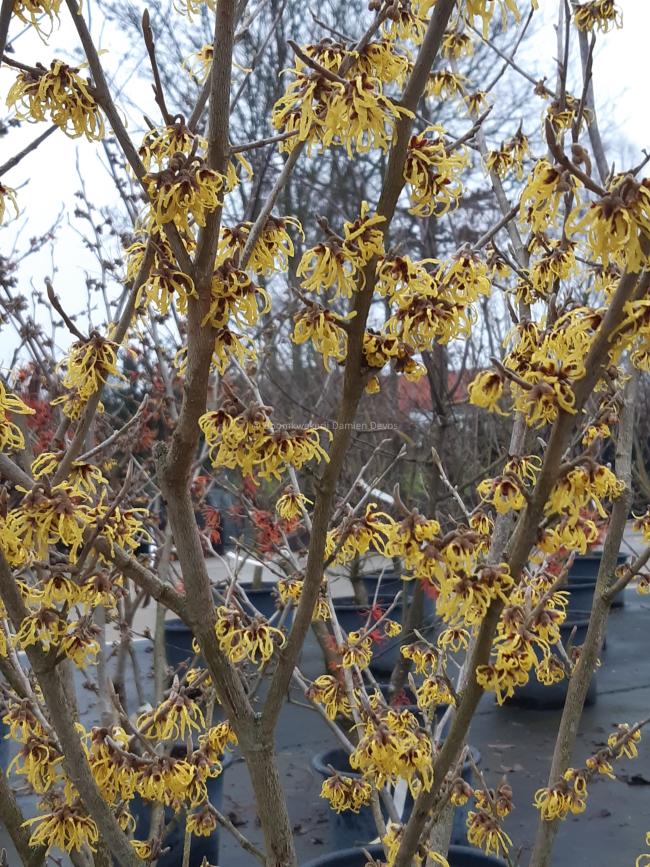Hamamelis intermedia 'Arnold Promise' (x)