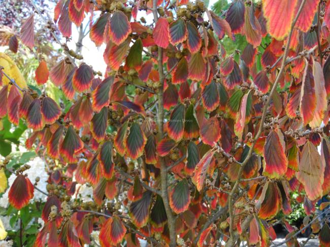 Hamamelis intermedia 'Arnold Promise' (x)