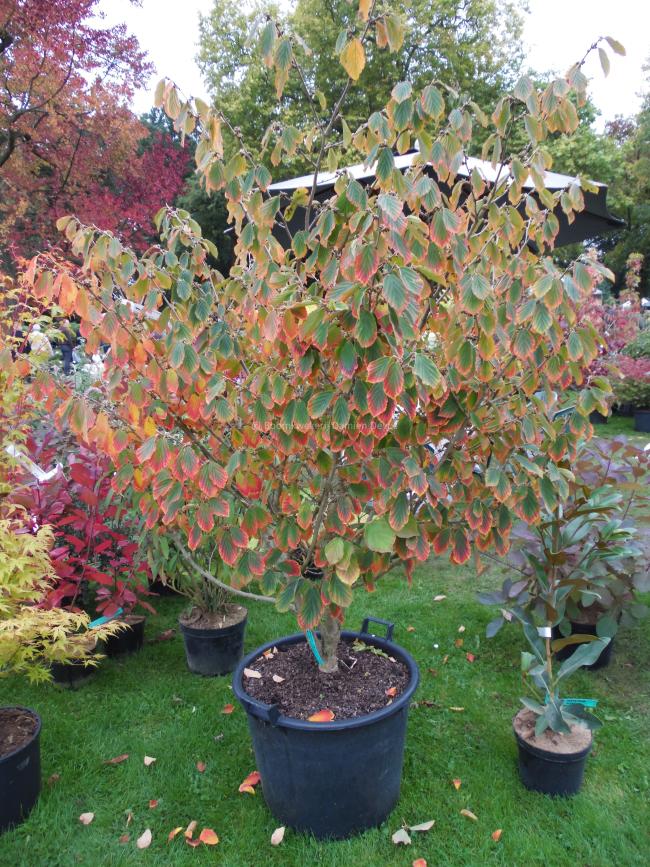 Hamamelis intermedia 'Arnold Promise' (x)