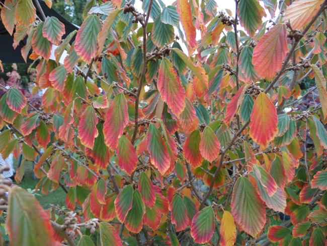 Hamamelis intermedia 'Arnold Promise' (x)
